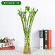 若綠富貴竹水培植物花卉盆栽室內客廳轉運綠植辦公室好養源頭直發(fā)包郵 富貴開(kāi)運 高50厘米10支