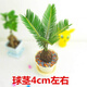 鐵樹盆景 鐵樹小苗 客廳盆栽四季常青植物盆栽鐵樹室內(nèi)外盆栽 4cm左右 不含盆