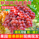 驕瑰新疆葡萄新鮮 吐魯番無核白葡萄新疆三色玻璃脆馬奶提子新鮮水果 新疆玻璃脆葡萄 凈重 4斤 帶箱5斤 精品果【80%選擇超劃算】