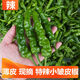 格沃斯特辣青椒新鮮青椒小皺皮椒批發(fā)現摘薄皮青椒新鮮蔬菜農家 3斤【特辣】精選紙箱裝