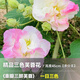 臨雅木芙蓉花盆栽樹苗重瓣三醉帶花苞四季開花陽臺庭院花卉植物室內(nèi)花 三色芙蓉花-高度45cm-多分支