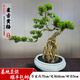 卓美御庭高端黃楊造型盆景老樁真樹室內(nèi)外庭院客廳陽臺(tái)辦公室耐活好養(yǎng)盆栽 黃楊15號(hào)