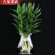 雅卉幸福樹梔子花綠蘿吊蘭蘆薈綠植盆栽室內(nèi)水培植物花卉 觀音竹+12花邊 含盆
