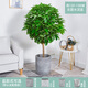 瑰瑋平安樹(shù)盆栽肉桂盆景客廳辦公室送禮喬遷凈化空氣大型常綠植物花卉 高120-130cm含圓水泥盆 含盆