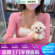冠聰泰迪犬白色幼崽卷毛小體泰迪犬貴賓白色棕色蘋果臉標(biāo)體茶杯犬小狗 寵物級 隨機(jī)發(fā)貨 公