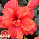 重瓣木槿  盆栽獨桿扶?；?觀(guān)花重瓣 巨大觀(guān)花室內外Z1 新品橙色重瓣【簡(jiǎn)易盆】 含盆