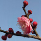 看匠梅花樹(shù)苗紅梅綠梅臘梅榆葉梅花苗室內外多年生冬季耐寒老樁盆景 朱砂梅 直徑1.5公分粗帶土球發(fā)貨