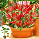 小米辣特辣朝天椒四季種植陽(yáng)臺盆栽可食用辣椒泡椒地栽菜椒苗 烈焰朝天椒【特辣】 10% 人選擇2棵苗【+種植方法】
