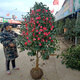四季香妃山茶花樹(shù)苗庭院耐寒山茶花冬季四季常青花卉耐冬茶花樓頂耐凍大型樹(shù)苗綠植四季茶花苗旺之春 耐冬茶花1.5公分粗70厘米高 不含盆