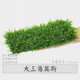 森淵（SENYUAN）魚缸沉木造景莫斯水草散裝莫絲陰性活體植物火焰大三角鹿角苔垂淚 大三角莫斯8*18一片