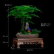 瀚林怡景（HANLINYIJING）文竹盆栽山水盆景植物室內(nèi)客廳桌面辦公室綠植花卉云竹四季常青 文竹-紫砂盆-涼亭 木座
