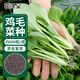 花沃里 雞毛菜種子 四季蔬菜種子葉菜家庭陽(yáng)臺盆栽/庭院種植 約600粒