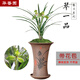 華香園綠植花卉 蘭花苗【翠一品】春蘭銘品 幽香型 帶花苞 盆栽鮮花多肉 翠一品2苗 帶花苞 裸根發(fā)貨