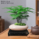 聽雪樓文竹盆栽植物室內(nèi)花卉盆景客廳辦公室桌面小綠植云竹四季常青  文竹+船型冰裂盆+底托+苔蘚