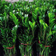 聽雪樓金錢樹盆栽植物室內(nèi)花卉客廳陽臺綠植大搖錢串子小發(fā)財樹盆栽h 金錢樹80-90厘米 含原盆