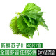 綠食者 新鮮蘇子葉1盒40片 綠紫蘇葉 烤肉燒烤魚蝦蟹去腥伴侶食材