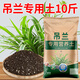 嘉宴吊蘭專用營(yíng)養(yǎng)土花土種養(yǎng)金邊油畫金魚吊蘭專用土壤泥土種植土肥料 吊蘭專用土10斤 疏松透氣 無蟲無菌