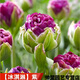 春枝韻進(jìn)口重瓣冰淇淋郁金香種球5度球耐寒室外庭院球根花卉盆栽植物子 紫.冰淇淋【5球】送肥Y 其他