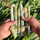 萌蘊（MengYun）甜象草3號種節(jié)無毛大葉多年生高產(chǎn)耐寒牧草新皇竹草紅象草巨菌草 甜象草3號100芽【一根雙芽】