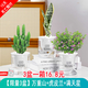綠有意綠植盆栽多肉花卉盆栽植物室內(nèi)桌面水培綠植辦公室客廳植物懶人 限量3盆】萬(wàn)重山+虎皮蘭+滿天星