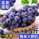 裕瓊馬陸葡萄上海特產(chǎn)醉金香奶油巨峰玫瑰夏黑黃蜜新鮮拼箱水果禮盒裝 夏黑葡萄5斤 馬陸葡萄果園直發(fā)