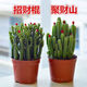 聚財山萬(wàn)重山光棍樹(shù)招財手仙人掌多肉植物辦公室客廳綠植花卉室內 【聚財】招財棍+聚財山原盆土