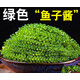 十里饞海葡萄新鮮即食鹽漬海洋蔬菜植物魚子醬海藻帶菜水葡萄海草 海葡萄100克*2袋