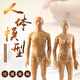子彧（ZIYU） 硬模型 中醫(yī)經(jīng)絡(luò)圖針灸人體穴位模型全身男小人銅人純銅超清晰刻字 銅色高清男模型（50cm）