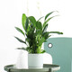 Only you【兩小時(shí)達】常春藤發(fā)財樹(shù)吊蘭盆栽室內綠植桌面室內開(kāi)業(yè)喬遷送禮 白掌（瓷盆隨機）