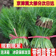 茴香菜新鮮農家現割現賣(mài)蔬菜帶全根小茴香應季茴香可做餃子餡 三斤