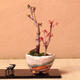 重瓣微型日本櫻花室內(nèi)小盆景矮化樹苗盆栽早晚櫻花陽臺(tái)矮樁樹苗 紅楓+櫻花套餐