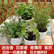迷迭香薄荷百里香甜羅勒牛至歐芹香料可食用香草盆栽綠植花卉 四合一套餐（小仿木桶盆）