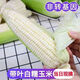 姬露鮮東北白糯玉米10斤現摘新鮮當季白糯棒子苞谷粒玉米蔬菜整箱 9斤