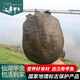 仙湖【活鮮】漢壽生態(tài)甲魚(yú)中華鱉 5年外塘散養水團魚(yú)王八生鮮食補送禮 5斤10年甲魚(yú)（需要禮盒留言備注