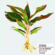 綠有意水培植物瑪麗安盆栽花葉萬(wàn)年青吉利紅萬(wàn)年紅室內花卉綠植四季常青 萬(wàn)年紅1棵+營(yíng)養液 不含盆