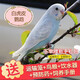 冰海精靈 鳥(niǎo)活體虎皮鸚鵡活物鳥(niǎo)手玩鳥(niǎo)學(xué)舌牡丹鳥(niǎo)寵物鳥(niǎo)玄風(fēng)鸚鵡小鳥(niǎo)活體 白色虎皮一只公母可選