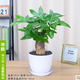 韻沃（YUN WO）發(fā)財樹盆栽大棵綠植花卉室內(nèi)客廳大型辮子發(fā)財樹三桿發(fā)財植物花卉
