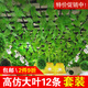 八千城仿真綠植藤條葡萄葉水管道裝飾塑料假花葡萄藤蔓物葉子吊頂裝飾 20葉大號(hào)葡萄葉（12條裝）