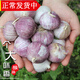 辰實(shí)【新蒜】云南獨(dú)蒜 干大蒜 獨(dú)頭蒜 農(nóng)家紫皮大蒜頭 大果（推薦）個(gè)個(gè)挑選 3斤