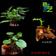 馨音吸水石植物苔蘚卷柏附石菖蒲盆景假山水陸缸雨林造景專用綠植 套餐組合9 不含盆
