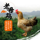 密農(nóng)人家 太行老母雞 煲湯土雞 味道鮮美草雞 雜糧喂養(yǎng) 450天柴雞1.1kg