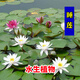 蝶沾花睡蓮花根塊苗池塘水缸水培植物水養四季水生易活開(kāi)花盆栽花卉種子 混色睡蓮種根 10個(gè)
