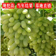 素顏巨峰葡萄苖陽(yáng)光玫瑰藍寶石葡萄樹(shù)苗無(wú)籽南方北方種植盆栽庭院爬藤 馬奶子葡萄苗當年結果