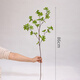 掬涵 日本瓣葉枝仿真綠植吊鐘假植物裝飾花藝擺件日式北歐禪意藝術(shù) 吊鐘馬醉木（升級款）