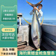 海捕金槍魚整條 黃鰭新鮮刺身壽司生吃冰鮮冰凍金槍魚10-100斤 冰鮮黃鰭（20-50斤）單拍不發(fā) 金槍魚【排酸多退少補(bǔ)】咨詢客服