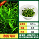 瘋狂水草（FKSC）無(wú)菌杯魚(yú)缸水草造景植物莫斯陰性草缸日本珍珠草魚(yú)缸綠植真水草 【中景草叢】無(wú)菌杯-泰國青椒