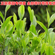 登越茶葉苗安吉白茶黃金芽茶苗普洱茶龍井碧螺春南方種植四季茶葉樹(shù)苗 白茶4年苗 不含盆