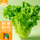 IDEAL理想農(nóng)業(yè) 四季耐抽薹生菜種子耐寒熱蔬菜種籽家庭種植速生菜種子