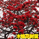 木棉花樹(shù)苗 木棉花苗英雄樹(shù) 紅木棉盆栽地栽庭院別墅道路綠化大樹(shù) 2年苗子