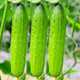 壽禾旱黃瓜種子家庭種植蔬菜陽(yáng)臺綠刺本地水果海洋白玉東北大田夏秋季 甜香脆黃瓜種子 10g好吃型